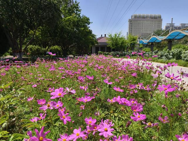 石家庄市花卉园夏荷始盛开