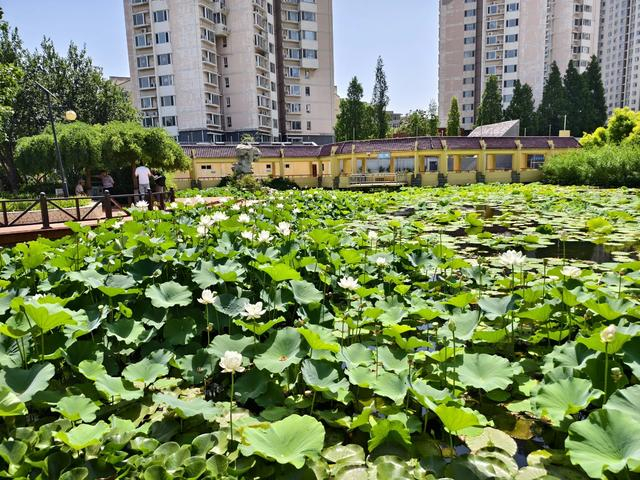 石家庄市花卉园夏荷始盛开