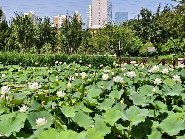 石家庄市花卉园夏荷始盛开