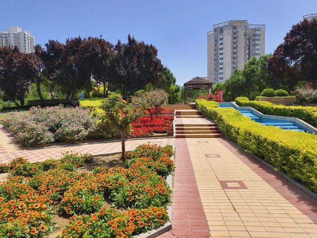 石家庄市花卉园夏荷始盛开