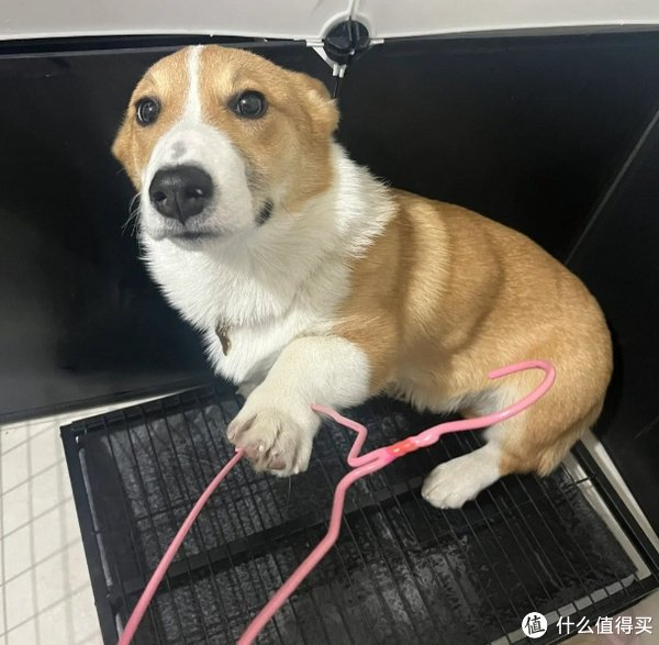 柯基原来"弃养率"这么高,太吓人了