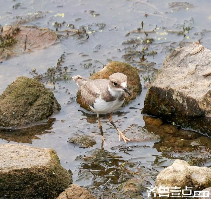 长嘴剑鸻属中小型涉禽是迁徙性鸟类,具有极强的飞行能力