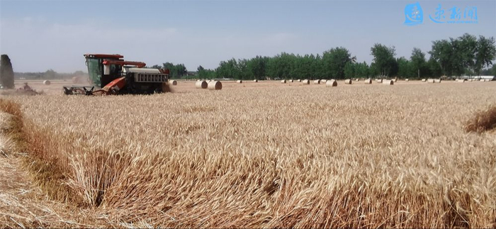 小麦收获近九成 宿迁"三夏"生产转向夏种夏管阶段