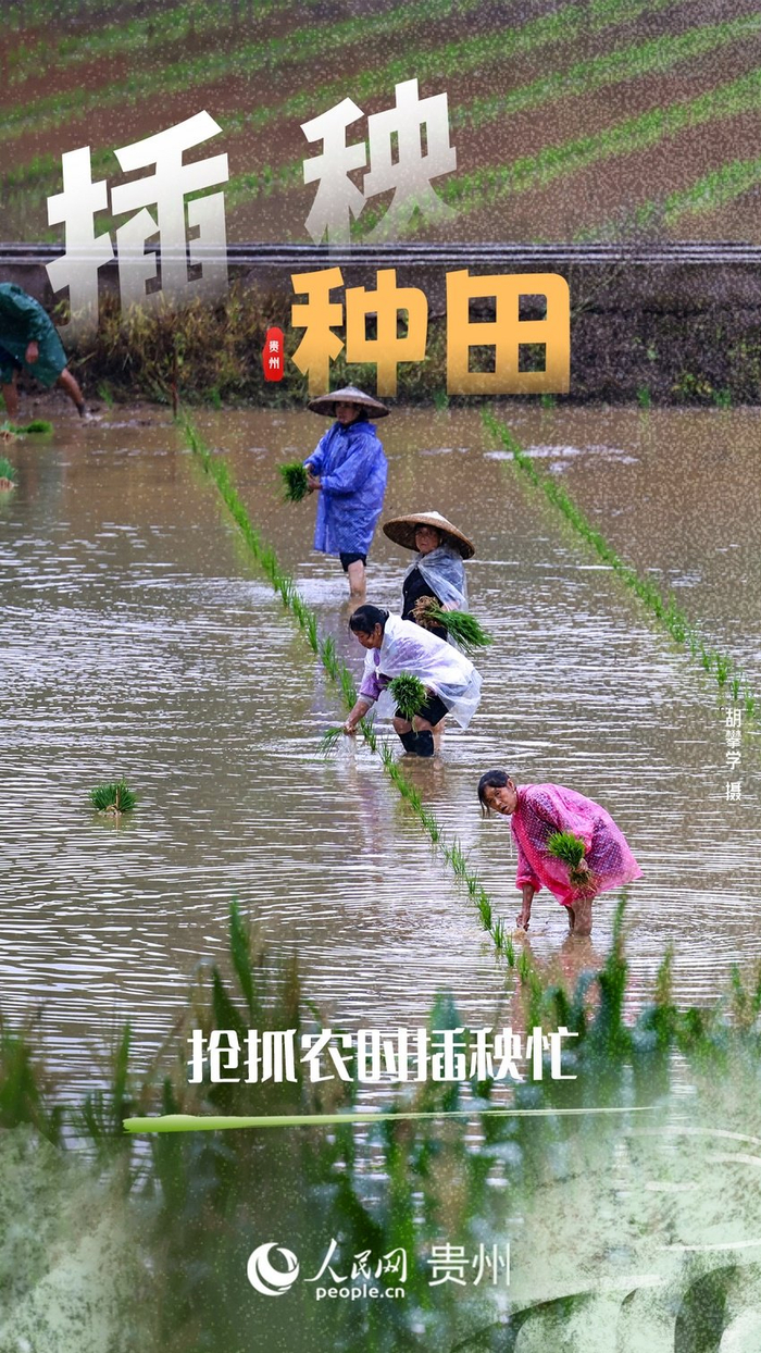 栽秧忙 | 农田处处染新绿