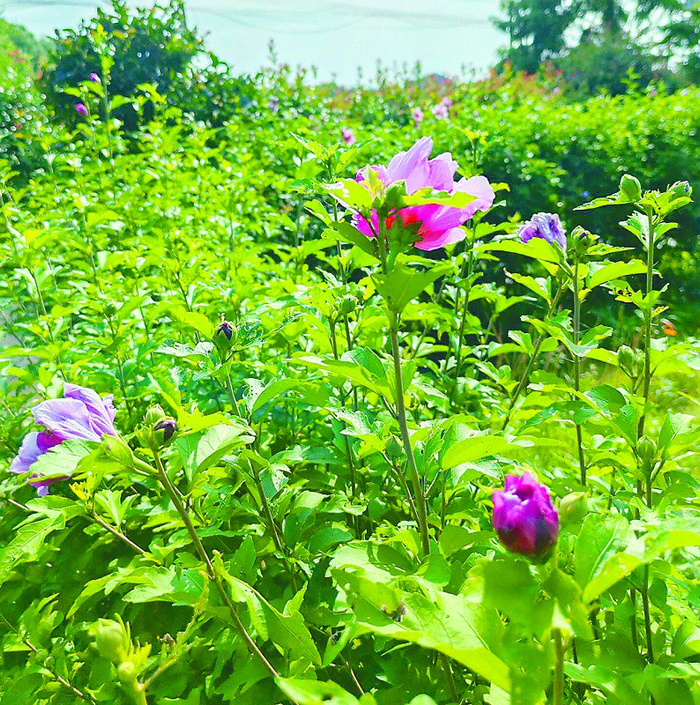 营养又美味的木槿花