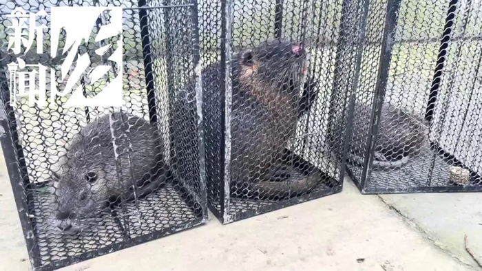 身份确认!沪多户人家果蔬消失,居然是外来物种…-上海果蔬价格