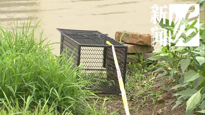 身份确认!沪多户人家果蔬消失,居然是外来物种…-上海果蔬价格