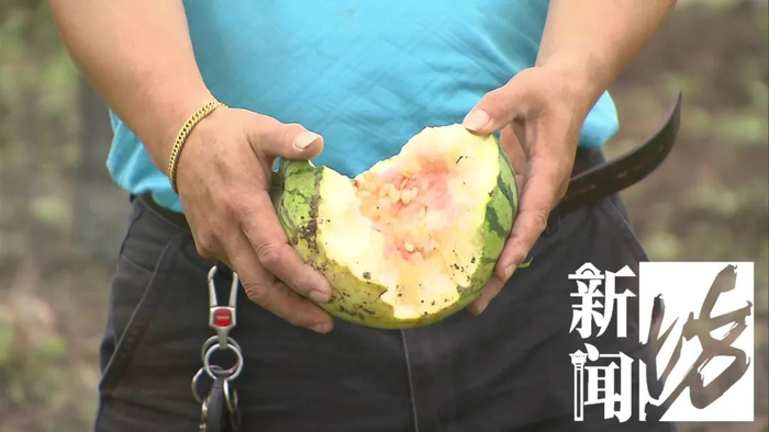 身份确认!沪多户人家果蔬消失,居然是外来物种…-上海果蔬价格