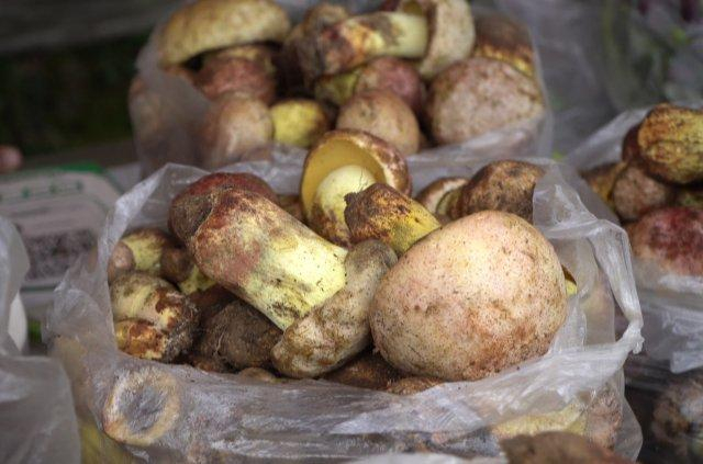 美好生活在云南|保山龙陵:雨水来,菌子鲜!|野生菌|餐馆_新浪新闻