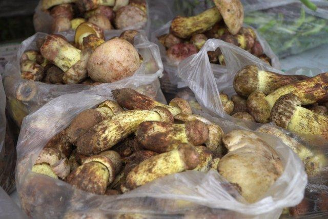 美好生活在云南|保山龙陵:雨水来,菌子鲜!|野生菌|餐馆_新浪新闻