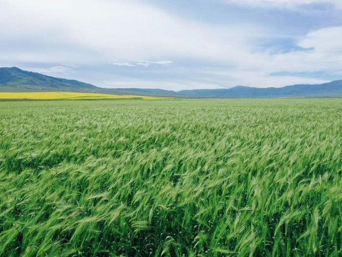 ▲青海互助青稞种植基地