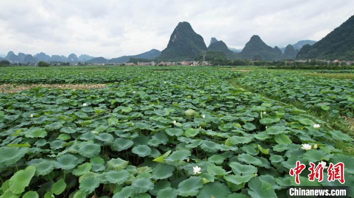 连日来,在广西桂林市平乐县莲藕种植示范基地里,随处可见藕农忙碌的