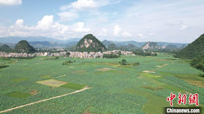 连日来,在广西桂林市平乐县莲藕种植示范基地里,随处可见藕农忙碌的