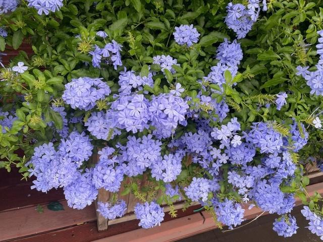 夏天养蓝雪花,做到3件事,天天开花开成花墙,耐热耐晒越来越旺