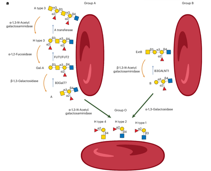 红细胞和嗜黏蛋白上的 A、B、O 血型抗原示意图（图片来源：参考文献1）