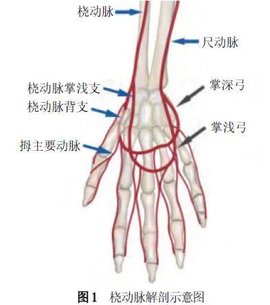 手动脉的准确位置图片图片