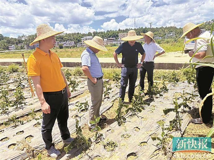 草帽哥笃行不倦 共筑乡村振兴梦