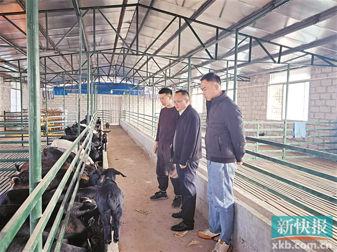智慧养殖开新篇 致富有了"领头羊"