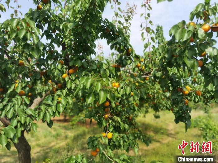 "炎帝岭水果采摘园负责人张韶兵告诉记者,今年大黄杏的亩产量达到了