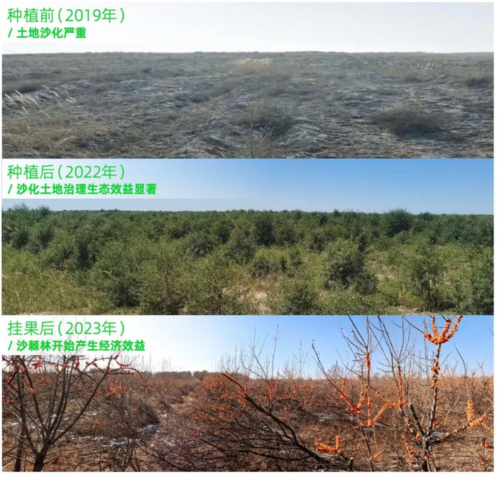 当一家公司像种树一样做事|种树|蚂蚁森林_新浪新闻