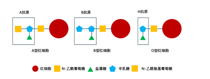 A/B/O 型血红细胞的示意图（图片来源：作者绘制）