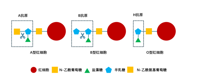 通过生物酶给血红细胞做手术示意图（图片来源：作者绘制）