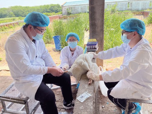 　　在江苏扬州鹅育种中心，育种团队在对扬州鹅进行笼养实验，观察其行为学和生长性能。　资料图