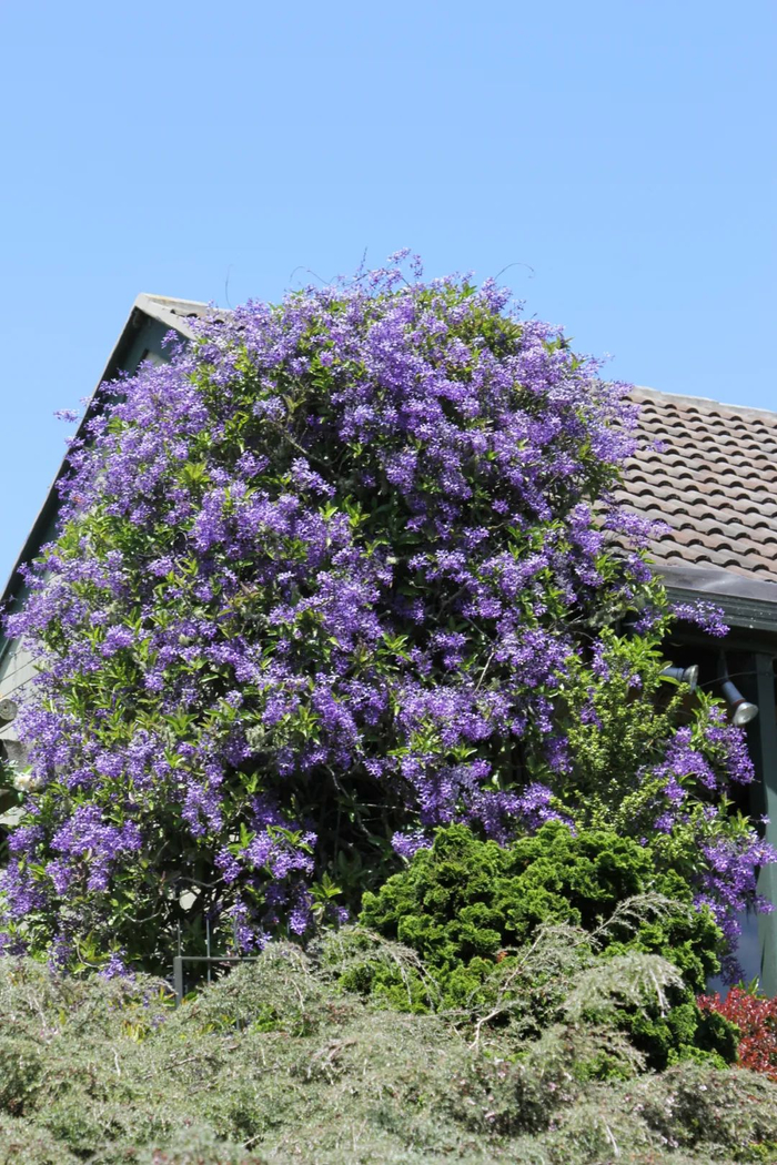 适合南方栽种的藤本蓝花藤,南方的"紫藤花",开花烂漫