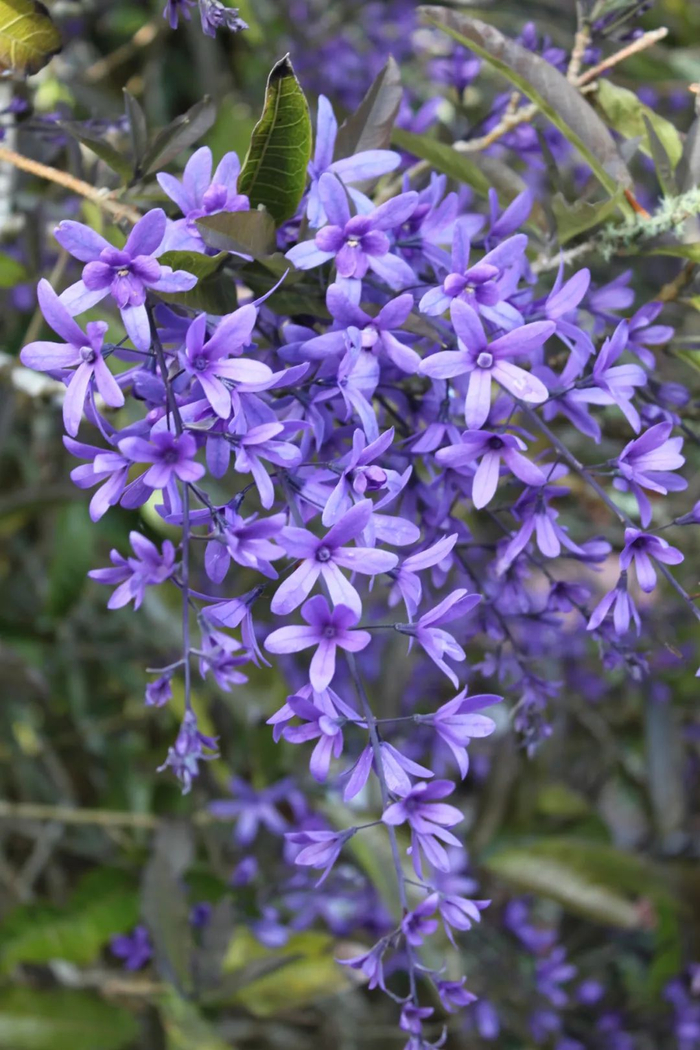 适合南方栽种的藤本蓝花藤,南方的"紫藤花",开花烂漫
