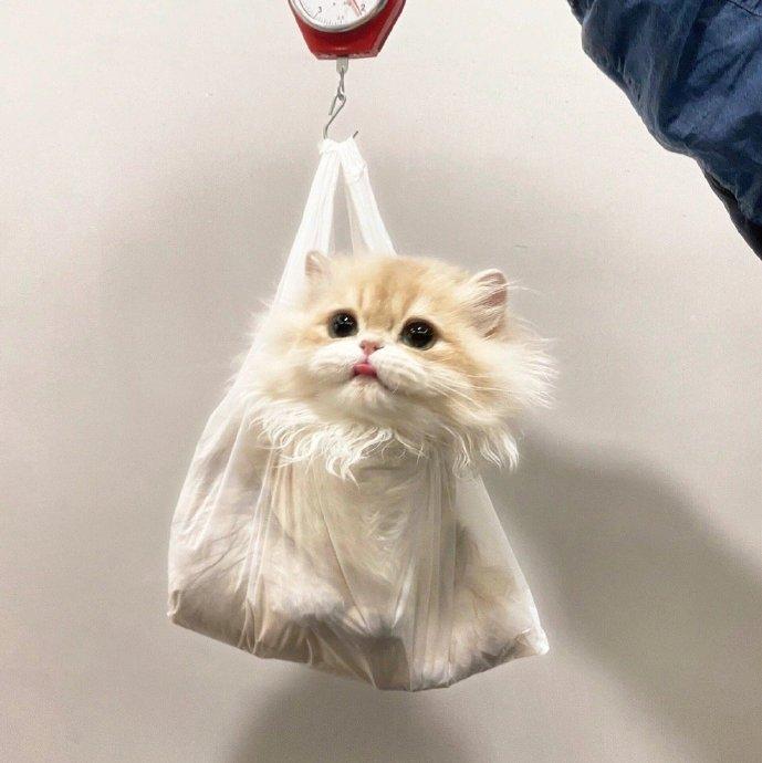 头像动物猫咪图片