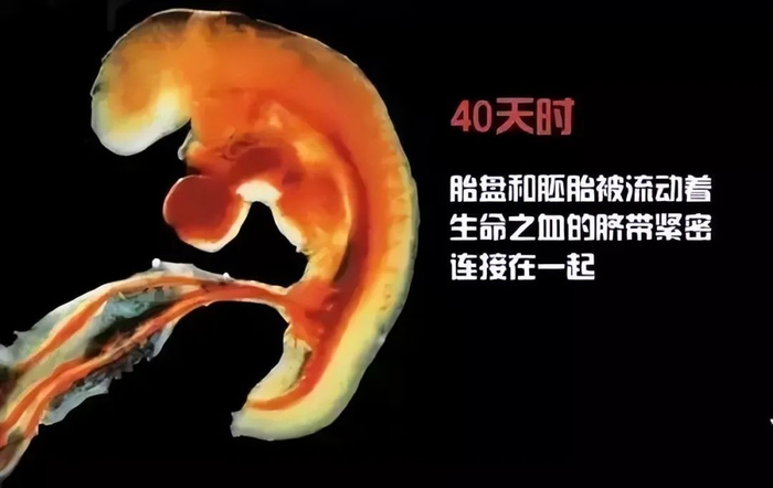 一个婴儿诞生的全过程,14张高清图带你了解,感叹新生命的力量