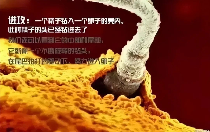 一个婴儿诞生的全过程，14张高清图带你了解，感叹新生命的力量