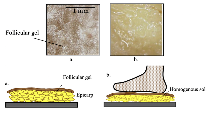 上 ab 分别为新鲜和被踩后的香蕉皮的显微结构，下 ab 为示意图