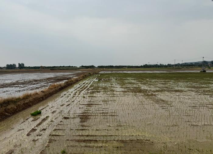 6月16日，河南洛阳孟津区会盟镇黄河渠旁的水稻田已经插秧