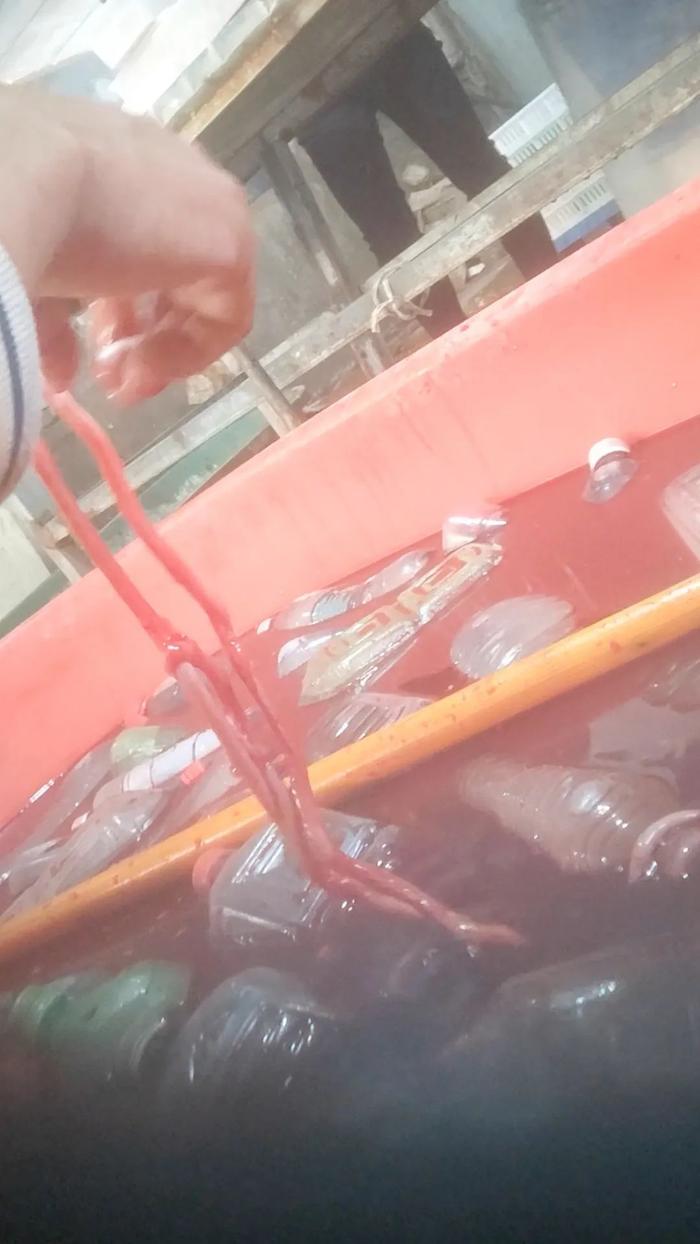 ▲河南清丰县永官食品有限公司工人将洗好的鹅肠放在红色水里染色。新京报调查组 摄
