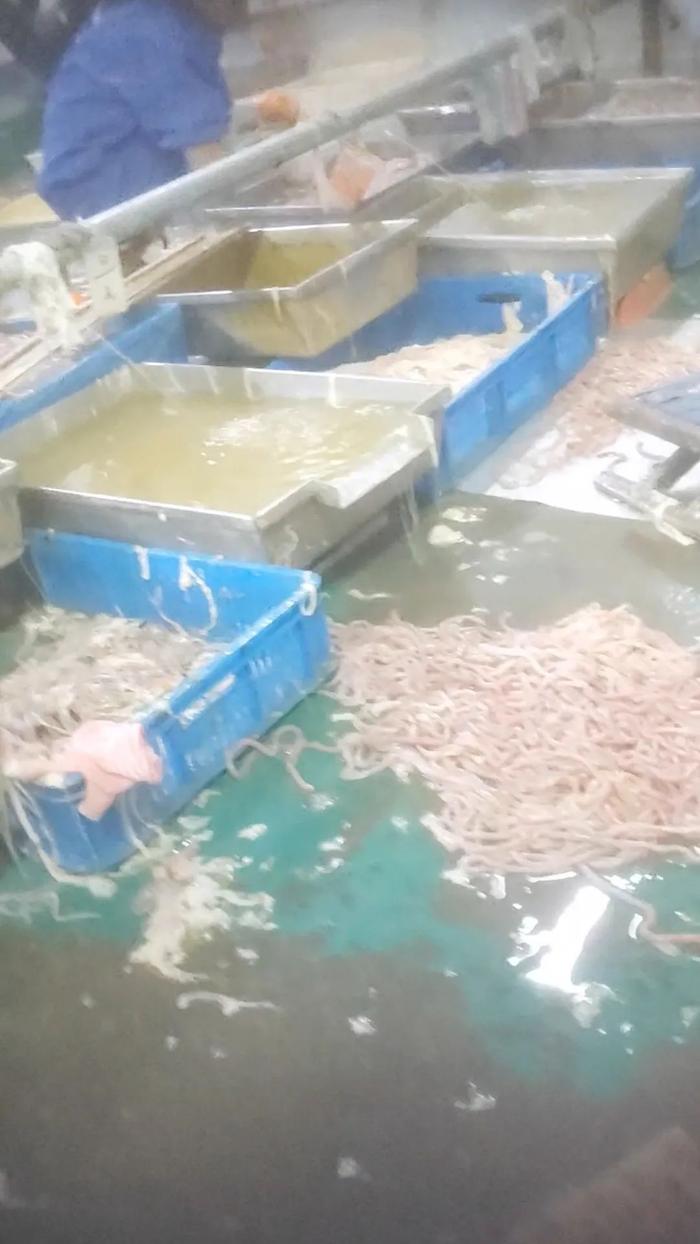 ▲山东雅士享肉类食品有限公司鸭肠生产车间地面堆满鸭肠。新京报调查组 摄