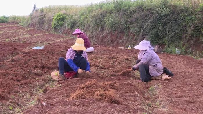 石屏县露水草种植地图片