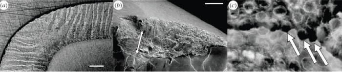 a中海獭牙釉质的层层叠叠的交错结构；c在电镜下可以看到牙釉质的密集圆形棱柱结构（图片来源：参考文献2）