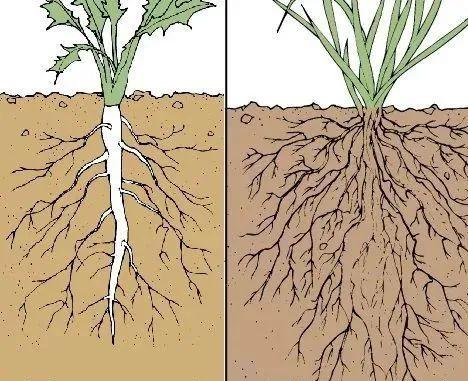 直根系(左)与须根系的区别(图片来源:pinterestcom