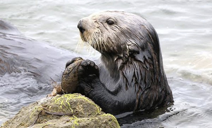 正在用石头开壳的海獭。图片来源：参考文献1