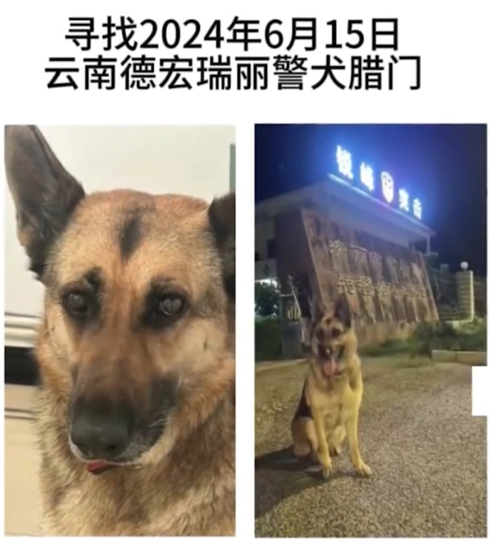 云南瑞丽一则寻狗启事称"警犬被偷",当事人回应:已找到