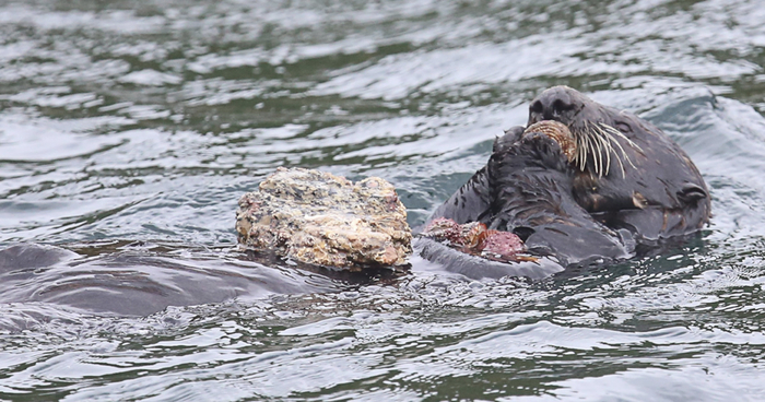 把石块放在胸口协助开壳的海獭。图片来源：Hakai Magazine