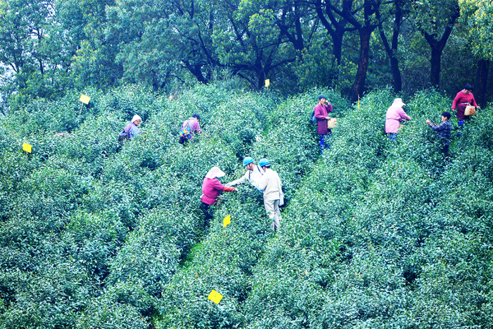 供电人员在茶场了解采收情况