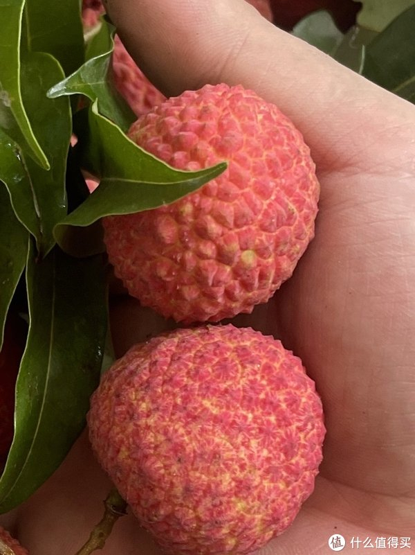 荔枝王又名紫娘喜,个头大且呈心形