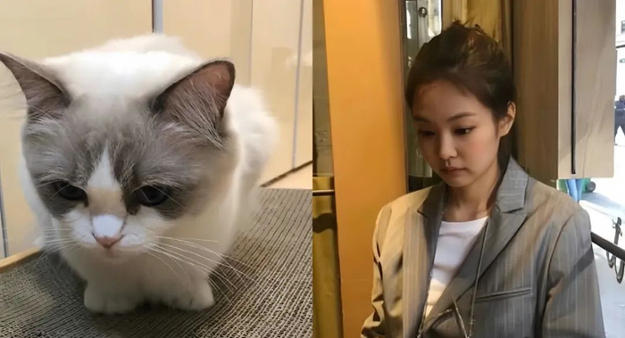 从僵硬娃娃到撞脸阿娇,鞠婧祎这回终于从做作美女飞升