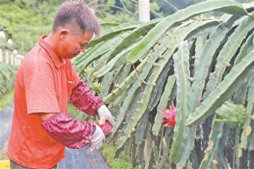 火龙果飘香 种植户丰收