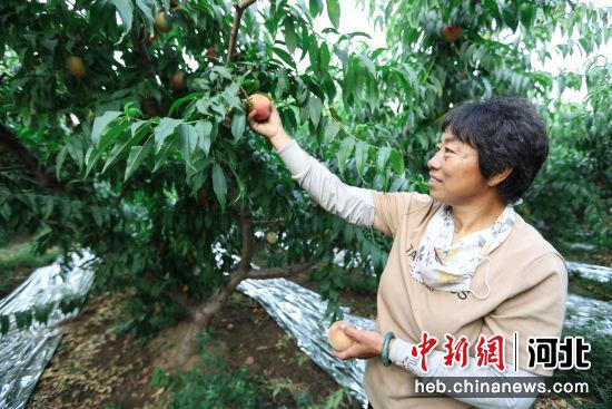 图为在邢台市信都区会宁镇的万亩鲜桃种植基地里，果农们正在摘桃。 孔飞 摄