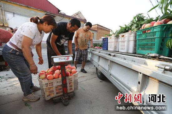 图为在邢台市信都区会宁镇北良舍村的鲜桃交易市场，果农正在将采摘下来的鲜桃放在秤上称重。 孔飞 摄