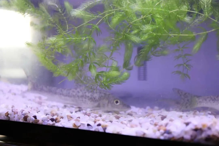 ▲市级重点保护水生动物花䱻