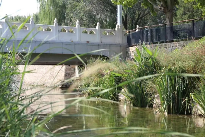 ▲北旱河发现花䱻的水域